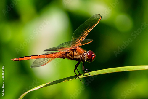 dragonfly on a green leaf