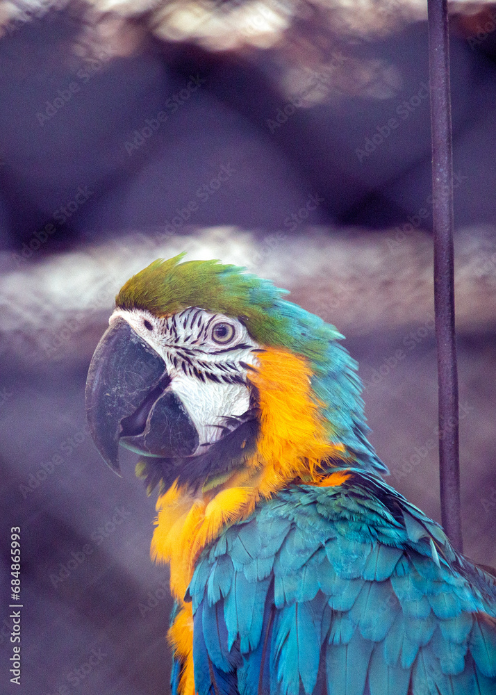 Obraz premium Blue and Yellow Macaw Parrot (Ara ararauna): Tropical Splendor in Vibrant Feathers