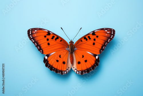 Nature butterfly insect isolated animal white beauty wings macro orange