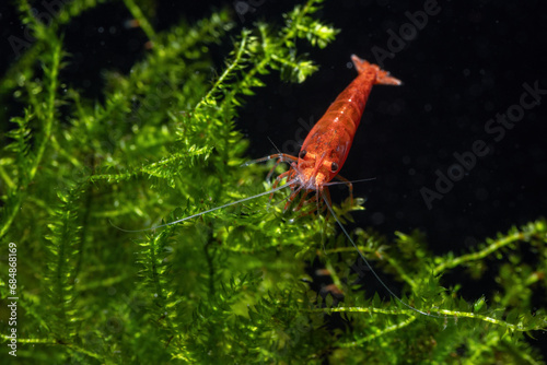 Red shrimp on green moss in aquarium.