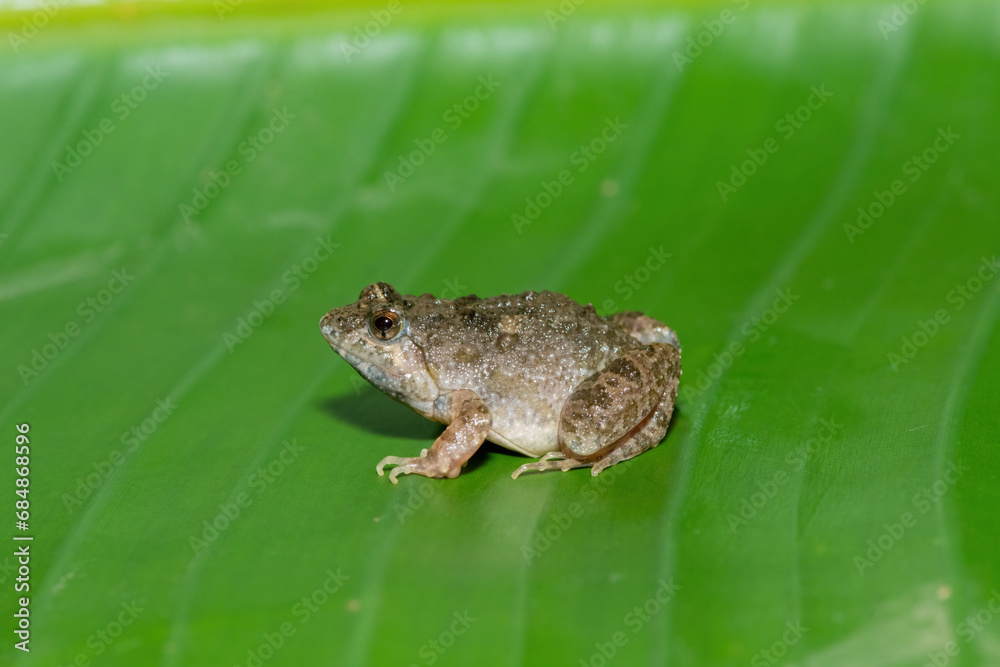 Close-up of a cute Snoring Puddle Frog (Phrynobatrachus natalensis) on a large green leaf Close-up of a cute Snoring Puddle Frog (Phrynobatrachus natalensis) on a large green leaf