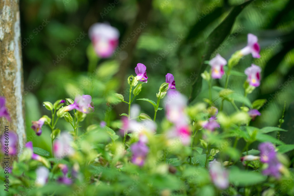 Torenia flower with soft blur green leaves nature background. Copy space. Torenia flower with soft blur green leaves nature background. Copy space.