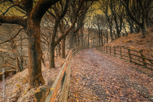 Autumnal woodland at Tockholes photo