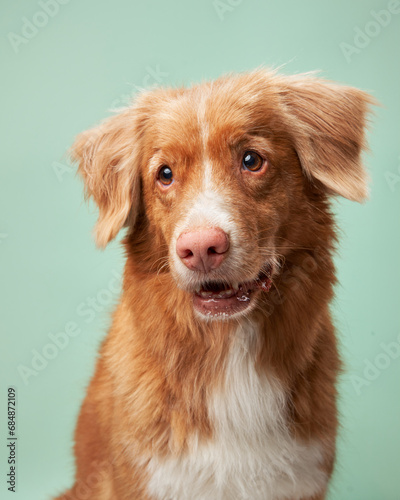 Dog with thoughtful eyes, studio calm. A Nova Scotia Duck Tolling Retriever poses with a contemplative look in a turquoise studio setting