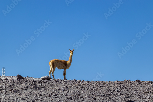 Vicuña on rocky terrain, in Bolivia.