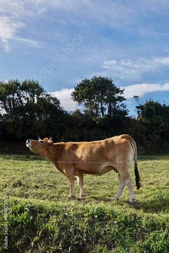 Vaca mugiendo sobre un prado 