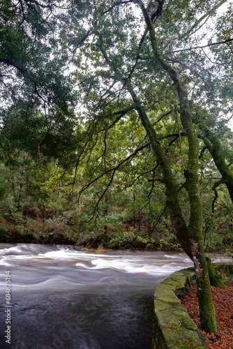 Río corriendo en un bosque encantado 
