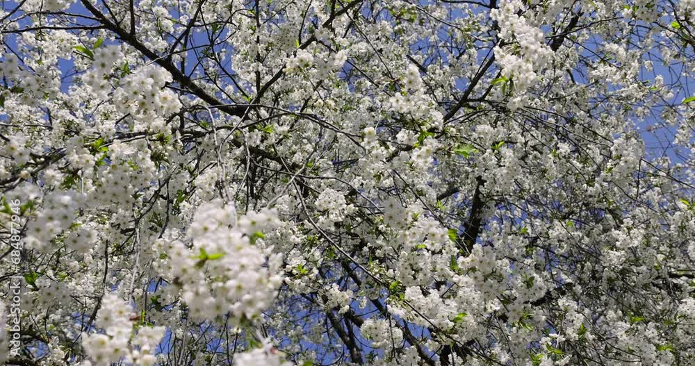 cherry blossom tree in spring, spring garden with cherry blossoms in sunny weather cherry blossom tree in spring, spring garden with cherry blossoms in sunny weather