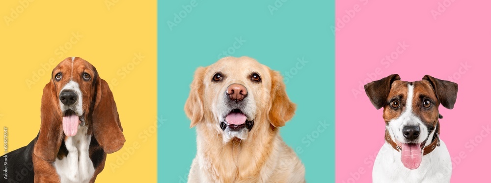 Banner of cute funny dogs on color background Banner of cute funny dogs on color background