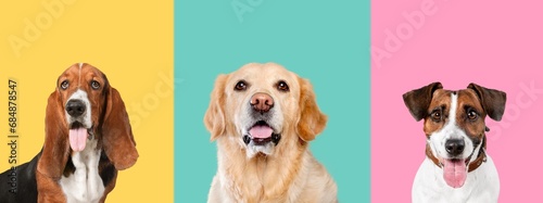 Fototapeta Naklejka Na Ścianę i Meble -  Banner of cute funny dogs on color background