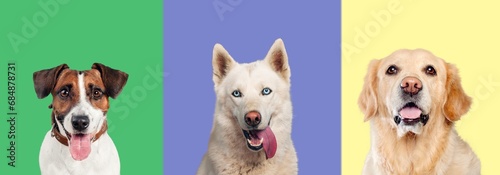 Fototapeta Naklejka Na Ścianę i Meble -  Banner of cute funny dogs on color background