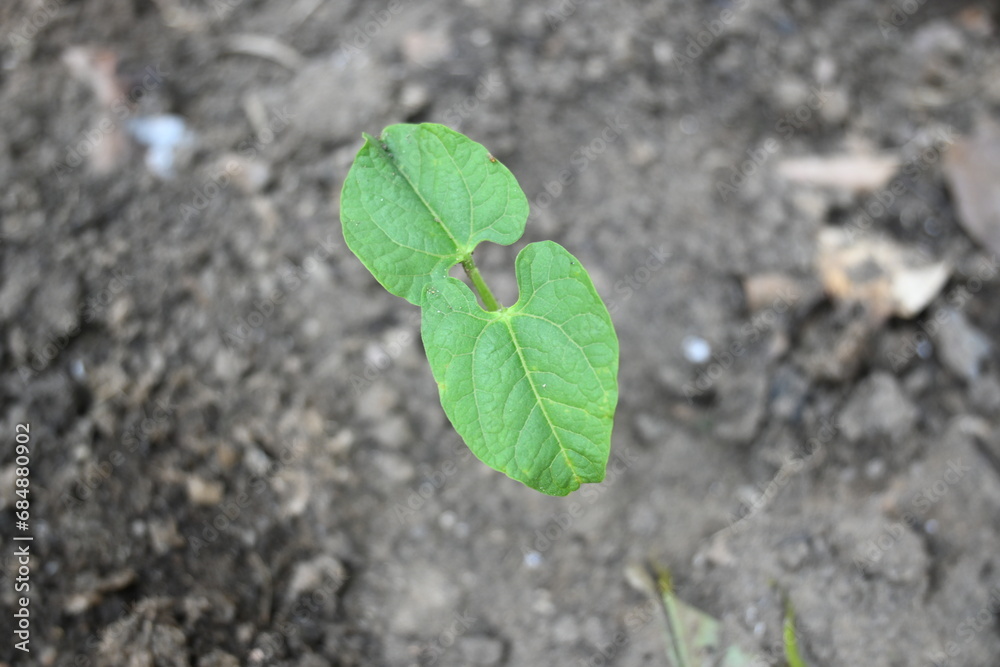 Just germinated bean plants. Beans plant grow in the vegetable garden. The soil with a small bean sprouts. Small plant of beans.