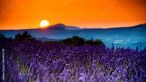 Lavender field at sunset, mountains on horizon. Valensole plateau, Provence in France. Travel region. photo