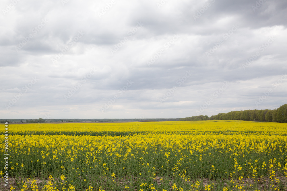 yellow canola flower field and cloudy sky in chernihiv oblast