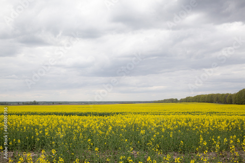 yellow canola flower field and cloudy sky in chernihiv oblast © Yuichi Mori