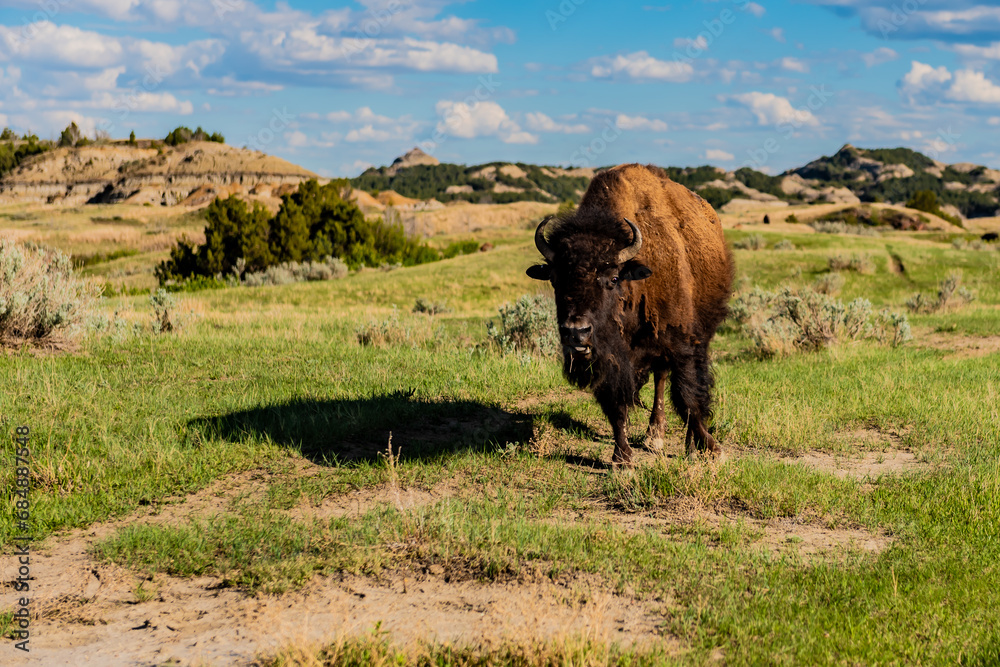 Bison grazing 