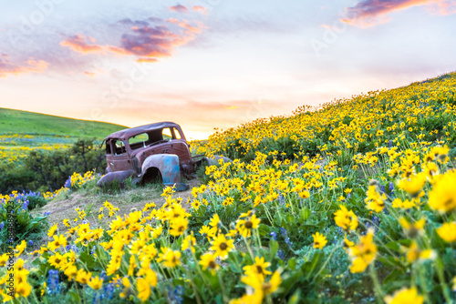Old Car In Blooming Yellow Flowers