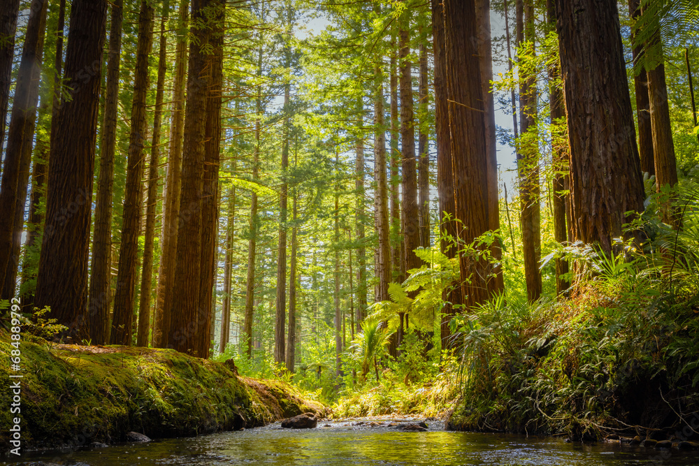 Stream flowing through a beautiful Sunlit Redwood Forest Stream flowing through a beautiful Sunlit Redwood Forest