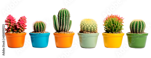 Different varieties of cactus in line over isolated transparent background photo