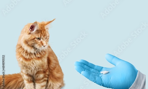 Domestic cat and human hand hold pill