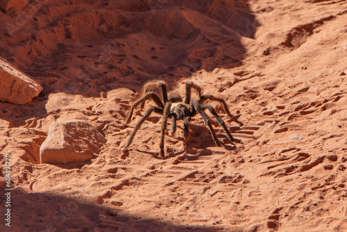 Spider in the Desert