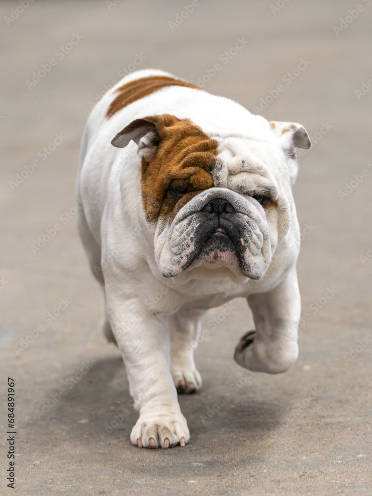 Obraz premium Big white male bulldog walking towards the camera