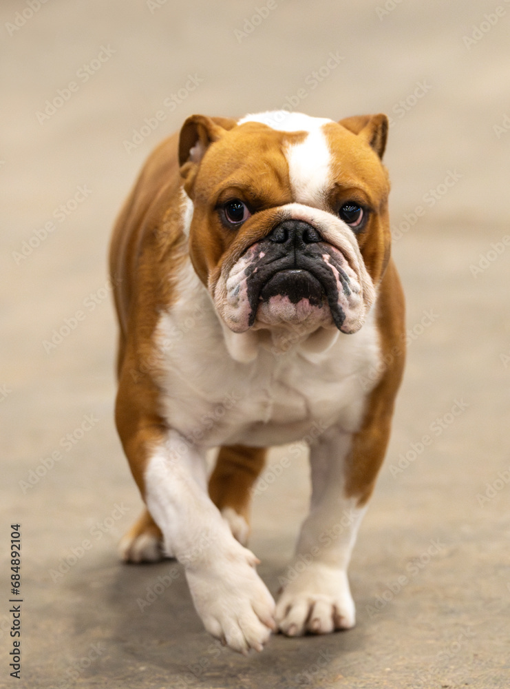 Red and white bulldog looking grumpy