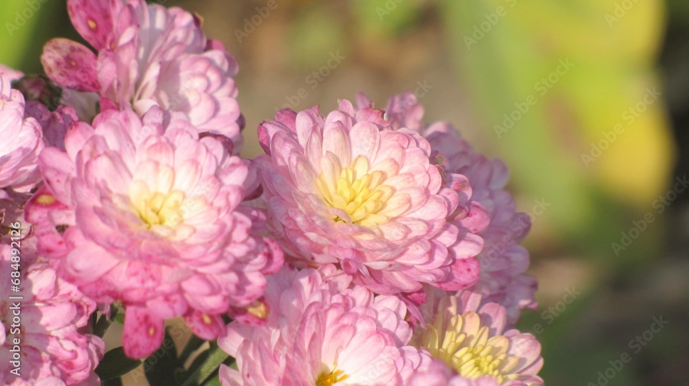 Fototapeta premium pink and yellow flowers
