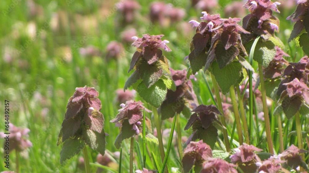 red deadnettle flower invasive species red deadnettle flower invasive species