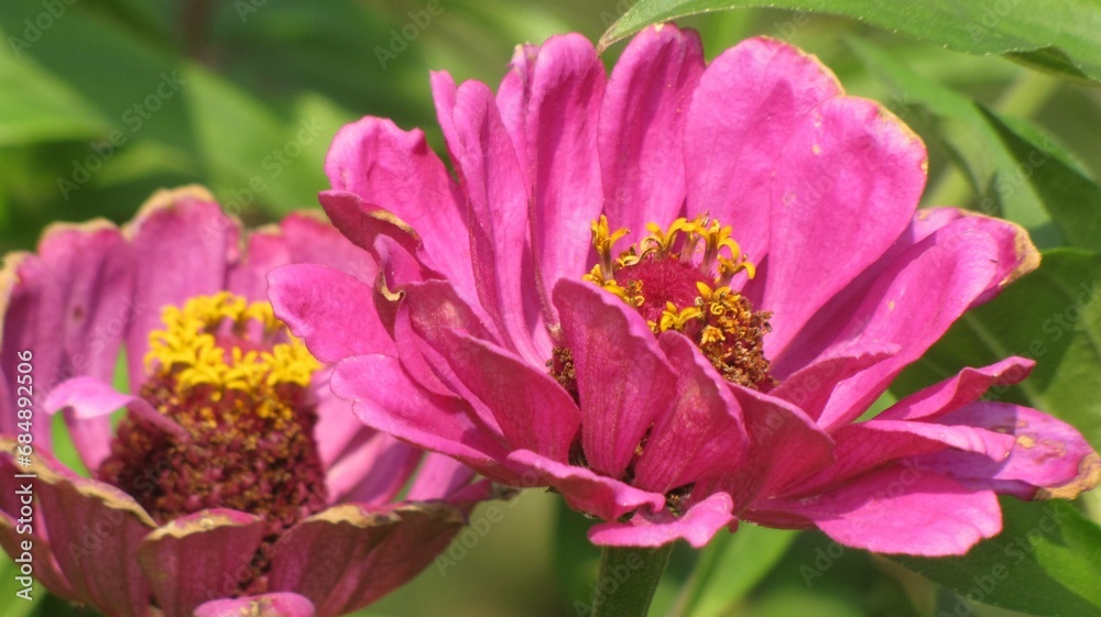 pink common zinnia flower pink common zinnia flower