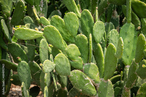 Opuntia cactus growing in the garden. Opuntia cactus can use as a natural agricultural fence and to establish a cochineal dye industry, but quickly became a widespread weed.