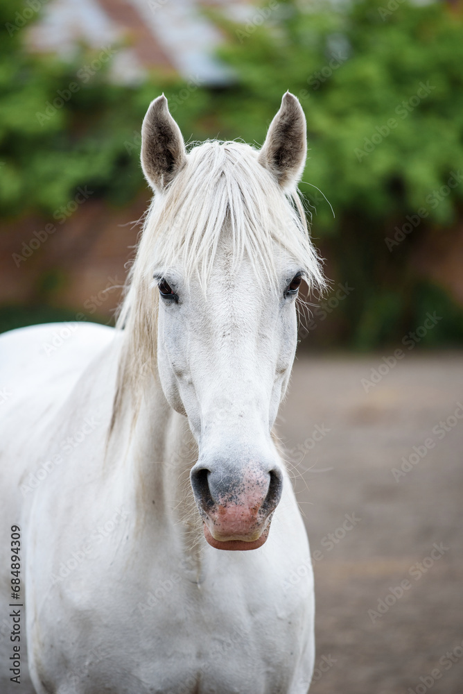 Close-up portrait of a grey horse in a paddock near a stable. A grey mare with a pink spot on her nose is looking at the camera Close-up portrait of a grey horse in a paddock near a stable. A grey mare with a pink spot on her nose is looking at the camera
