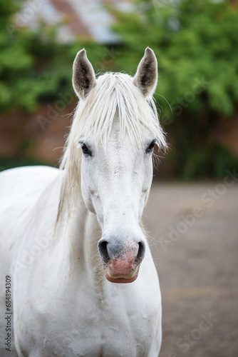 Close-up portrait of a grey horse in a paddock near a stable. A grey mare with a pink spot on her nose is looking at the camera