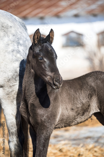 Beautiful newborn foal portrait in a herd in the paddock on a sunny winter day. A cute grey foal standing next to its mother