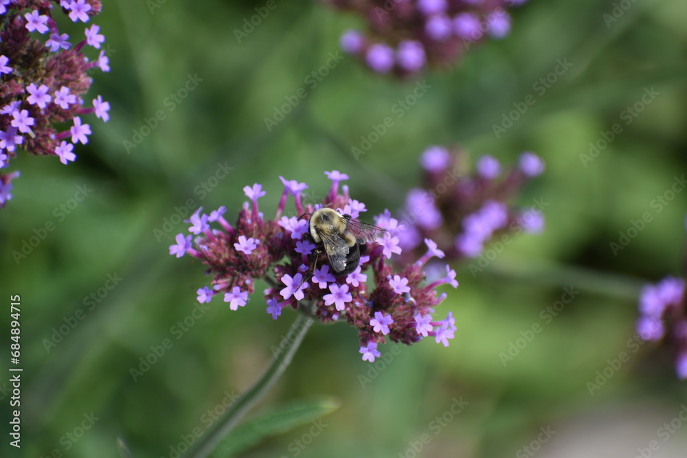 close up of lavender flowers and bee