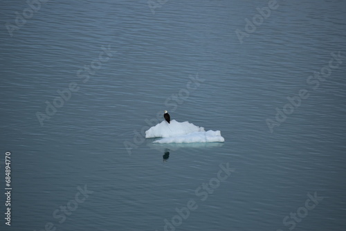 eagle sitting on an ice burg
