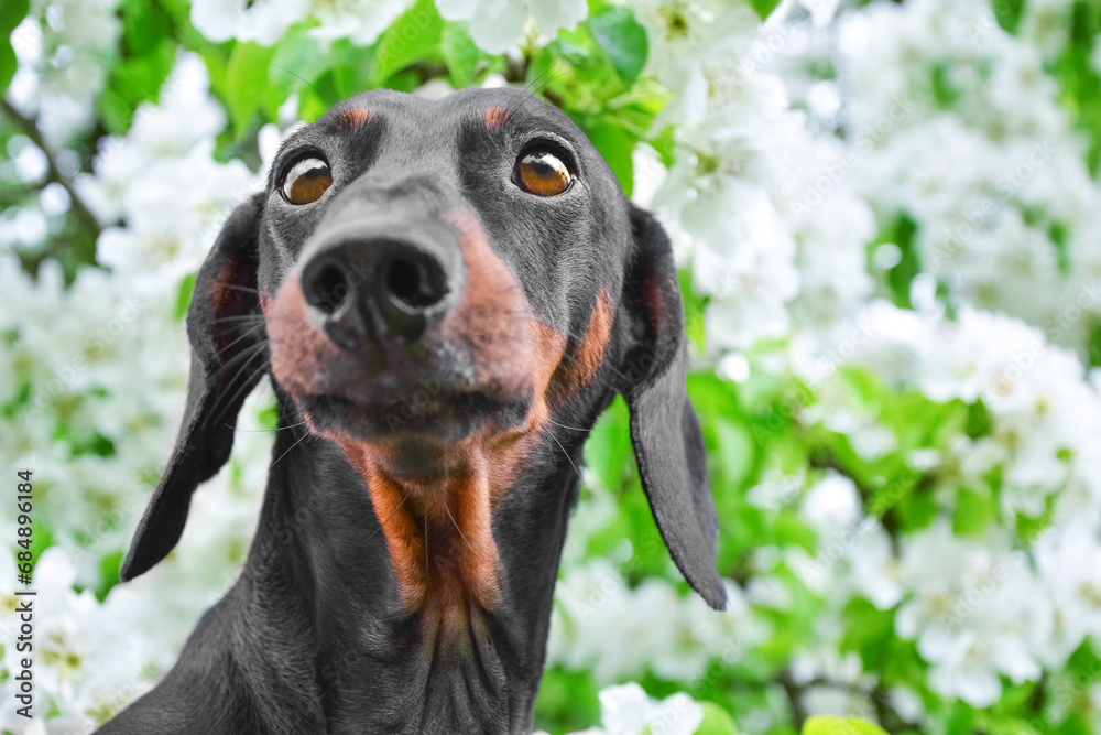 Portrait of dachshund dog against background of blooming white tree, carefully thoughtfully looking into distance Seasonal spring allergies to flowering plants in pets Postcard walk in garden, park