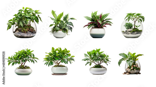 Collection of PNG. Houseplant in ceramic pot isolated on a transparent background.