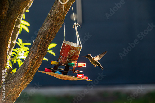 Patagonian hummingbird