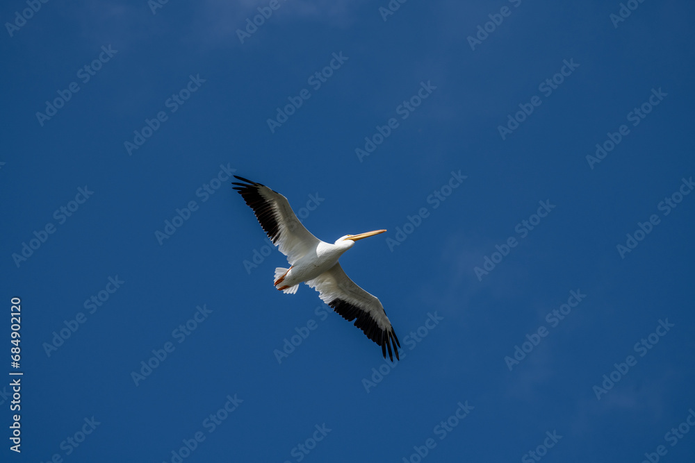 An American White Pelican takes flight over a marsh An American White Pelican takes flight over a marsh