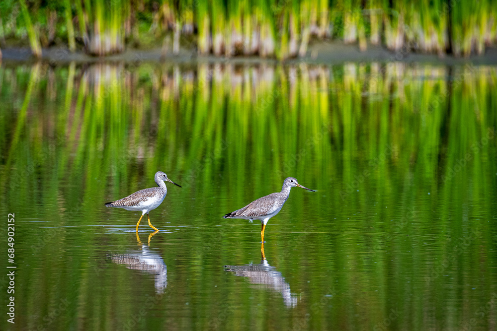 An Egret staking prey in a beautiful marsh An Egret staking prey in a beautiful marsh