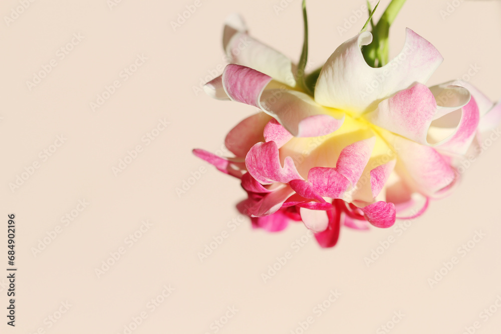 Fototapeta premium pink rose on pink background