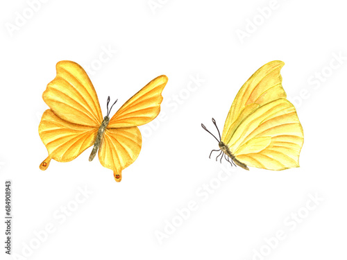 Two flying yellow butterfly. Fluttering lepidoptera, tropical insect and moth. Watercolor illustration for wallpaper, print, textile. Wedding invitation, banner design. Postcards, clothing