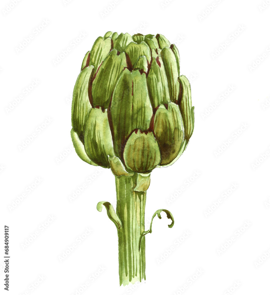 Obraz premium watercolor drawing green artichoke isolated at white background, hand drawn illustration