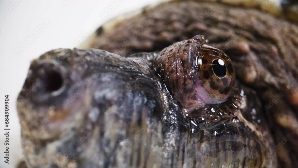 Rack focus close up macro of a snapping turtle face Rack focus close up macro of a snapping turtle face