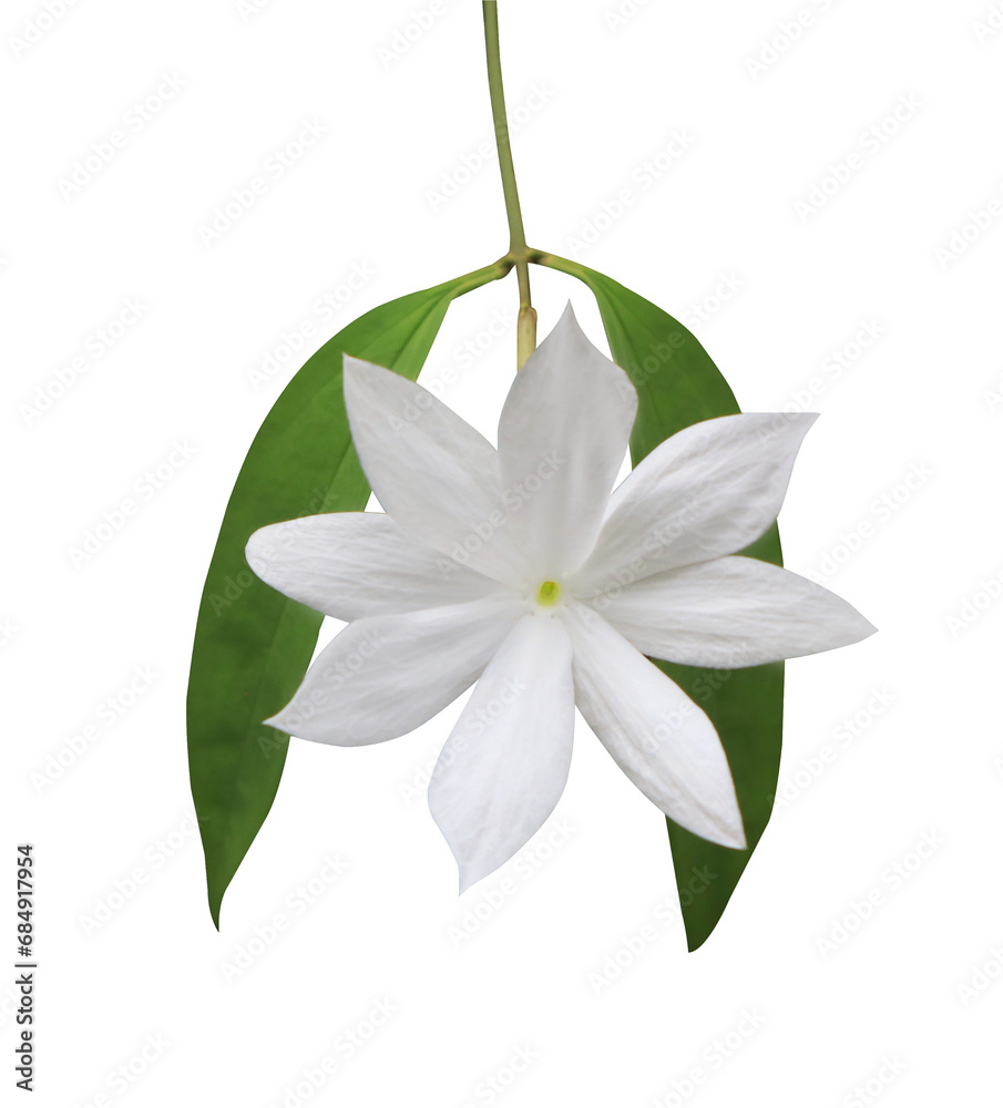 Close up single white Jasmine flowers bouquet isolated on transparent background.