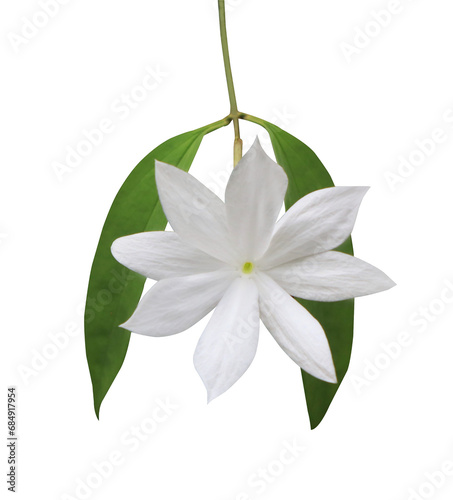 Close up single white Jasmine flowers bouquet isolated on transparent background. © Tonpong