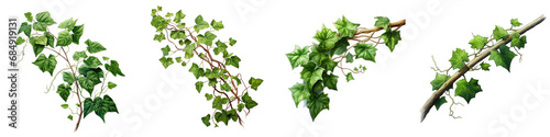  Ivy Stem Hyperrealistic Highly Detailed Isolated On Transparent Background Png File