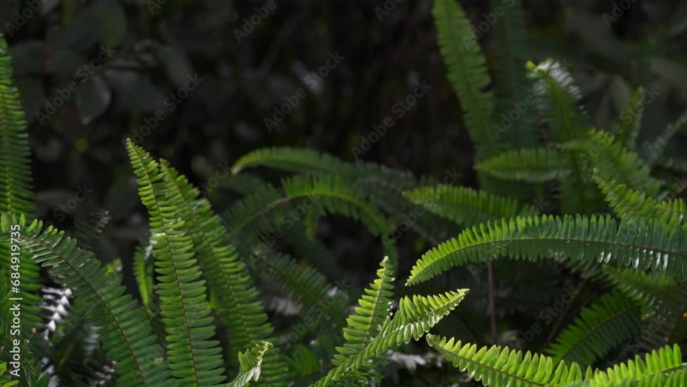 Helechos en el bosque