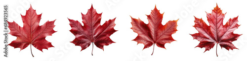 Maple Leaf Hyperrealistic Highly Detailed Isolated On Transparent Background Png File